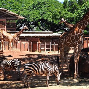 Giraffe and Zebra Exhibit