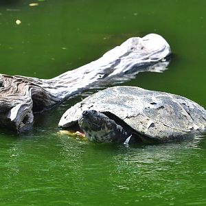 Large Turtle in the Lemur Moat