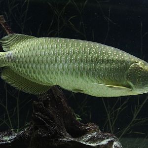 Australian bonytongue (Scleropages jardini)