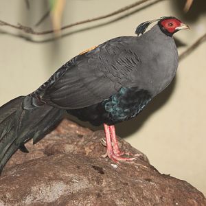 Siamese Fireback (Lophura diardi) male