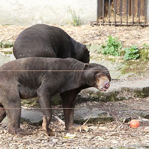 Malayan Sun Bears