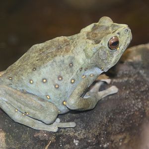 Climbing Toad (Pedostibes hosii)