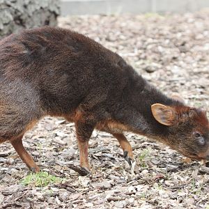 Southern Pudu (Pudu pudu)