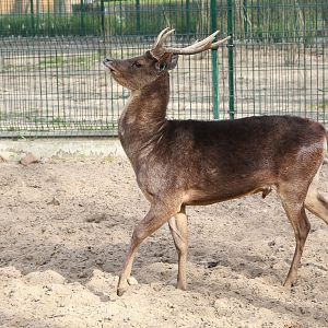 Timor Deer (Rusa timorensis timorensis)