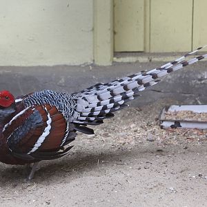 Hume's Pheasant (Syrmaticus humiae)