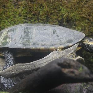 Twist-necked Turtle (Platemys platycephala)