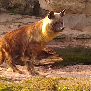 Brown Hyena 031213