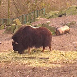 Musk Ox 031213