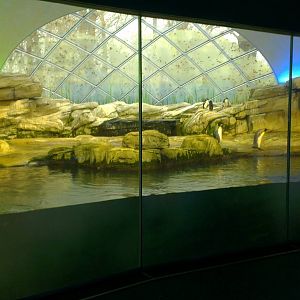 Penguin Enclosure 051213