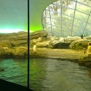 Penguin Enclosure 051213
