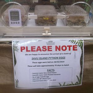 Savu Island Python Eggs