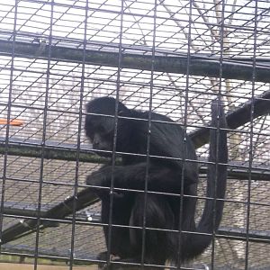 Black-faced Spider Monkey
