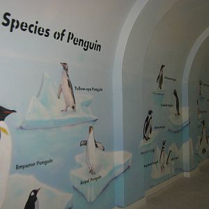 King Penguin House, penguin line-up