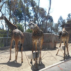 Yes, I'm a Masai giraffe.  What of it?