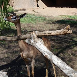 Support your local gerenuk