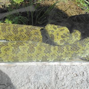 Mang Mountain Viper