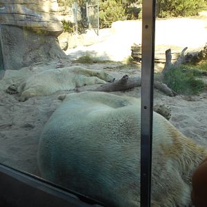 Living polar bear rugs