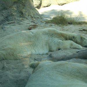 Polar bear chilling