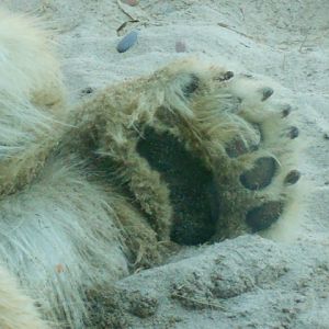 Polar bear paw of doom