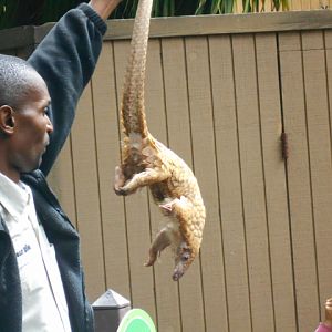 White-bellied pangolin agility demo
