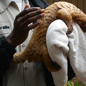 White-bellied pangolin