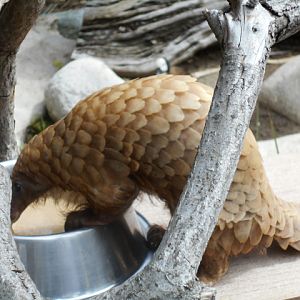 White-bellied pangolin eating