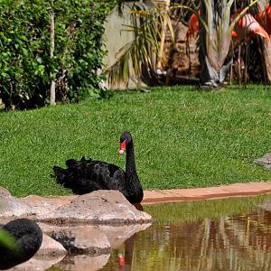 Black Swans and American Flamingos