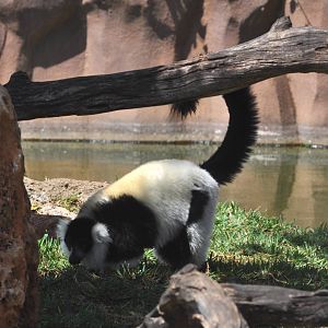 Black and White Ruffed Lemur