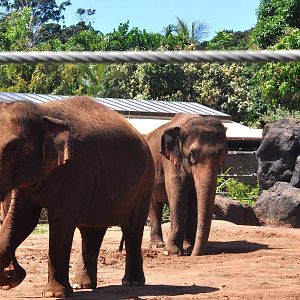 Asian Elephants