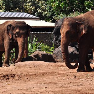 Asian Elephants