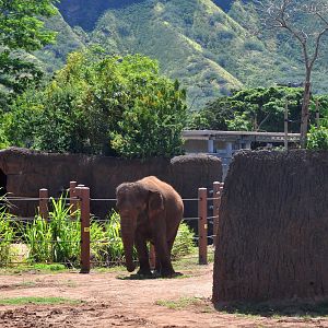 Asian Elephant Exhibit