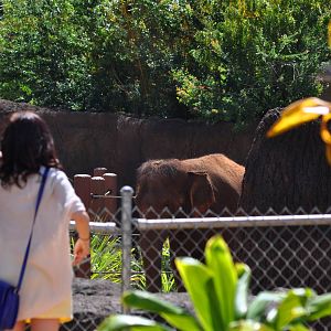 Asian Elephant Exhibit and Guest