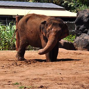 Asian Elephant mud bath