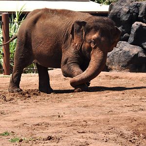 Asian Elephant loading up on mud