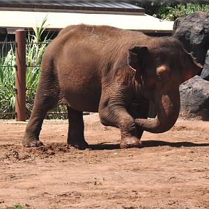 Asian Elephant mudding chest