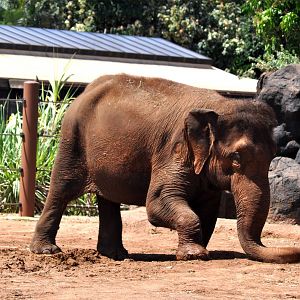 Asian Elephant drying off trunk