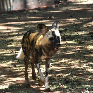 African Wild Dog
