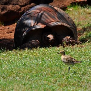 Pacific Golden Plover and Aldabra Giant Tortoise
