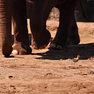 Pacific Golden Plover and Asian Elephants