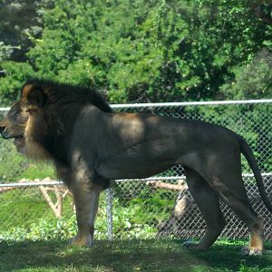 African Lion at the Honolulu Zoo