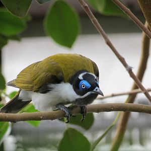 Blue-faced Honeyeater