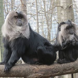 Lion-tailed Macacque
