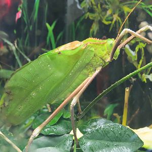 Giant Katydid