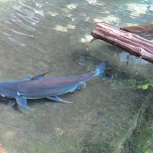 Siamese Catfish