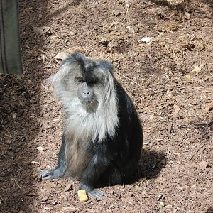 Lion-tailed Macacque
