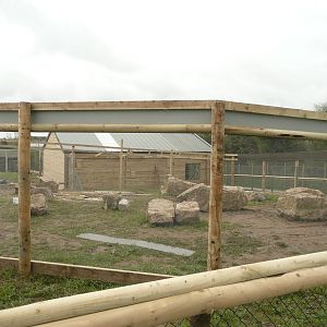 South American Primates