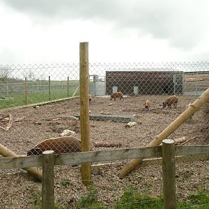 Red River Hog exhibit