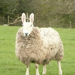Border Leicester sheep