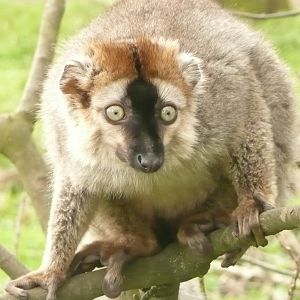 Red-fronted lemur