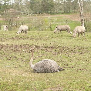 African Grasslands exhibit